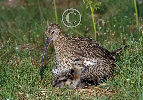     Common Curlew and Chick DM2058